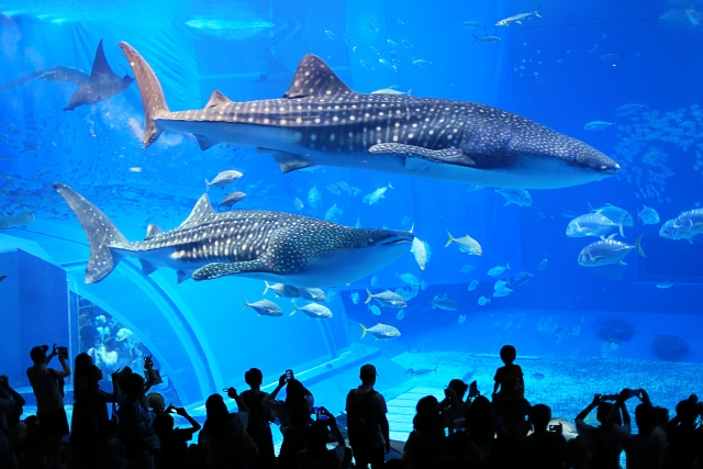 美ら海水族館